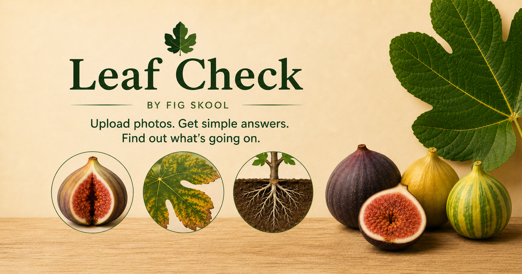 Leaf Check — fig leaf and fruit diagnostic tool preview